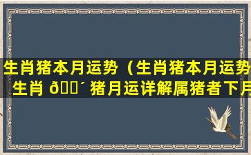 生肖猪本月运势（生肖猪本月运势生肖 🐴 猪月运详解属猪者下月运势）